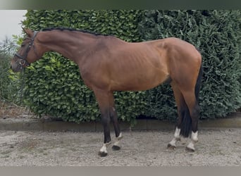 KWPN, Gelding, 8 years, 16,2 hh, Brown