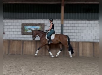 KWPN, Gelding, 8 years, 16,2 hh, Brown
