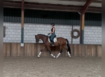 KWPN, Gelding, 8 years, 16,2 hh, Brown