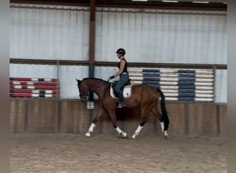 KWPN, Gelding, 8 years, 16,2 hh, Brown