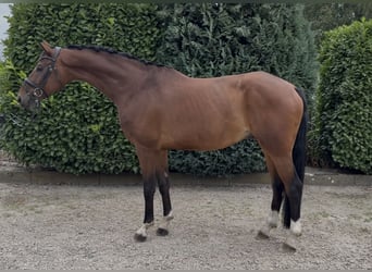KWPN, Gelding, 8 years, 16,2 hh, Brown