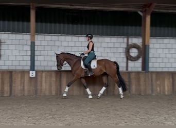 KWPN, Gelding, 8 years, 16,2 hh, Brown