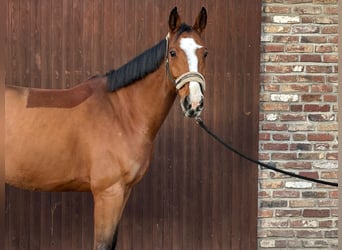 KWPN, Gelding, 8 years, 16,2 hh, Brown