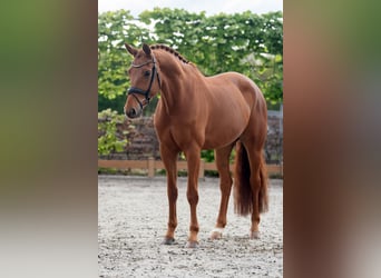 KWPN, Gelding, 8 years, 16,3 hh, Chestnut-Red