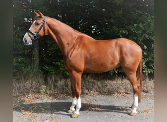 KWPN, Gelding, 8 years, 17,1 hh, Chestnut-Red