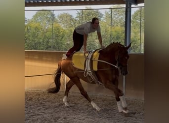KWPN, Gelding, 8 years, 17.1 hh, Chestnut-Red