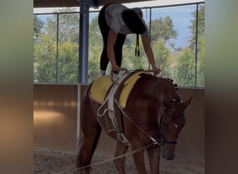 KWPN, Gelding, 8 years, 17.1 hh, Chestnut-Red