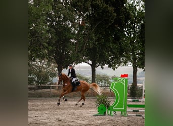 KWPN Mix, Gelding, 8 years, 17.1 hh, Chestnut-Red