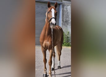 KWPN Mix, Gelding, 8 years, 17.1 hh, Chestnut-Red