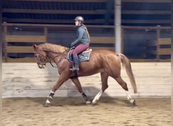 KWPN, Gelding, 8 years, 17.2 hh, Chestnut-Red