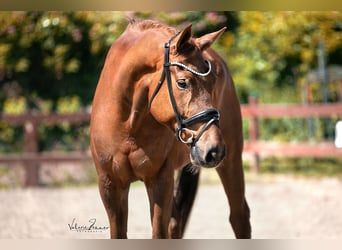 KWPN, Gelding, 8 years, 17.3 hh, Chestnut-Red