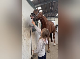 KWPN, Gelding, 8 years, 17.3 hh, Chestnut-Red