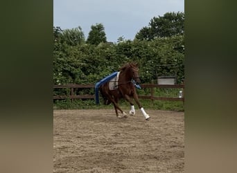 KWPN, Gelding, 8 years, 17.3 hh, Chestnut-Red