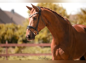 KWPN, Gelding, 8 years, 17.3 hh, Chestnut-Red