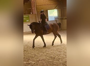 KWPN, Gelding, 8 years, 17 hh, Bay-Dark