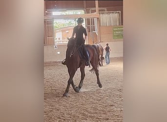 KWPN, Gelding, 8 years, 17 hh, Bay-Dark