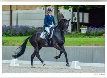KWPN, Gelding, 8 years, 17 hh, Black