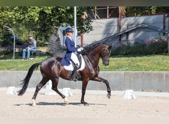 KWPN, Gelding, 8 years, 17 hh, Black