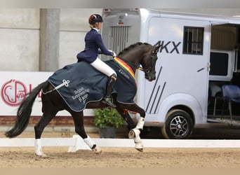 KWPN, Gelding, 8 years, 17 hh, Black