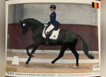 KWPN, Gelding, 8 years, 17 hh, Black