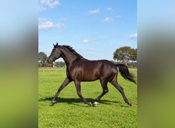 KWPN, Gelding, 8 years, 17 hh, Brown
