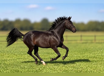 KWPN, Gelding, 8 years, 17 hh, Brown