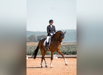 KWPN, Gelding, 8 years, 17 hh, Brown
