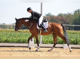 KWPN, Gelding, 8 years, 17 hh, Brown