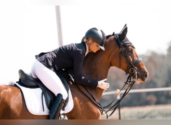 KWPN, Gelding, 8 years, 17 hh, Brown