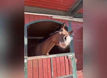 KWPN, Gelding, 8 years, 17 hh, Brown