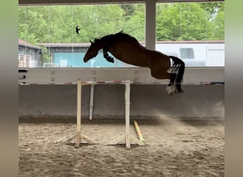 KWPN, Gelding, 8 years, 17 hh, Brown
