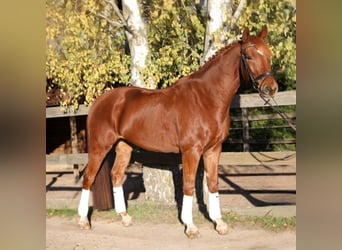 KWPN, Gelding, 8 years, 17 hh, Chestnut-Red