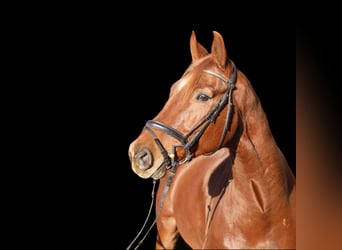 KWPN, Gelding, 8 years, 17 hh, Chestnut-Red