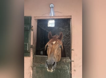 KWPN, Wallach, 8 Jahre, 17 hh, Fuchs