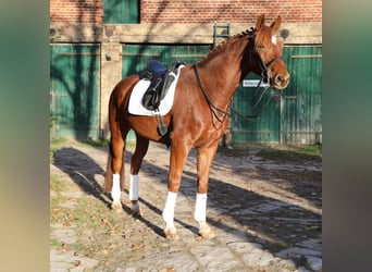 KWPN, Gelding, 8 years, 17 hh, Chestnut-Red