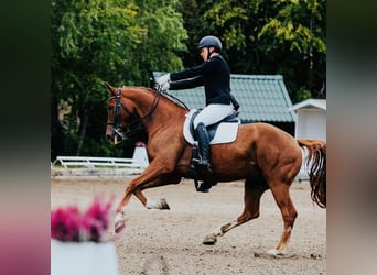 KWPN, Gelding, 8 years, 17 hh, Chestnut-Red