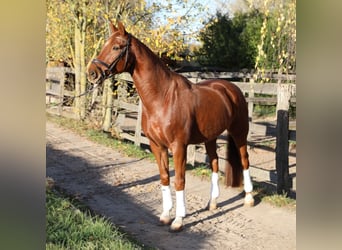 KWPN, Gelding, 8 years, 17 hh, Chestnut-Red