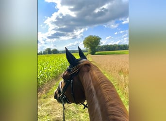 KWPN, Gelding, 8 years, 17 hh, Chestnut-Red
