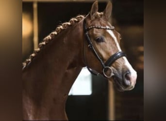 KWPN, Gelding, 8 years, 17 hh, Chestnut-Red