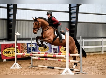 KWPN, Gelding, 8 years, 17 hh, Smoky-Black