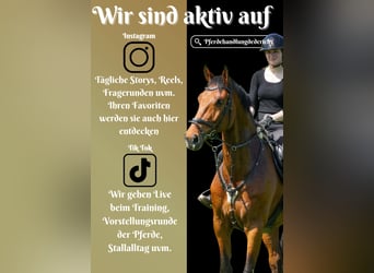 KWPN, Gelding, 8 years, 17,1 hh, Brown
