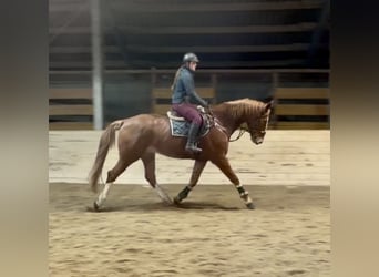 KWPN, Gelding, 8 years, 17,2 hh, Chestnut-Red