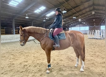 KWPN, Gelding, 8 years, 17,2 hh, Chestnut-Red