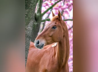 KWPN, Gelding, 8 years, 17,2 hh, Chestnut-Red