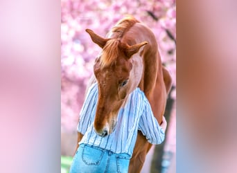 KWPN, Gelding, 8 years, 17,2 hh, Chestnut-Red