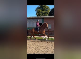 KWPN, Gelding, 8 years, 18 hh, Chestnut-Red