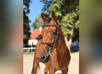 KWPN, Gelding, 8 years, Bay