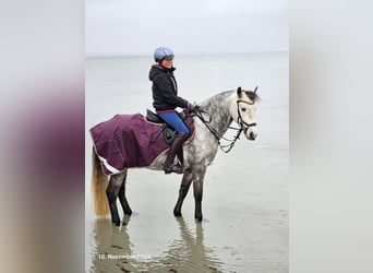 KWPN, Gelding, 9 years, 13.3 hh, Grey