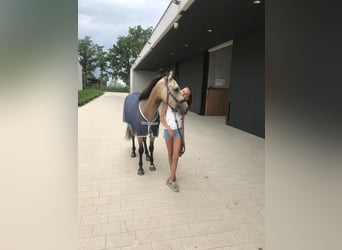 KWPN, Gelding, 9 years, 14.1 hh, Buckskin