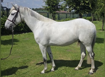 KWPN, Gelding, 9 years, 14.1 hh, Grey